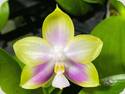 Phal. Mituo Reflex Dragon Lilac